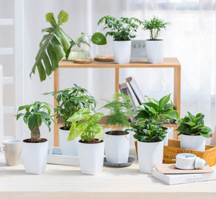 綠植養護的詳細方式？